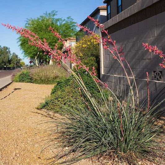 Image of Hesperaloe 'Straight Up Red' by High Country Garden