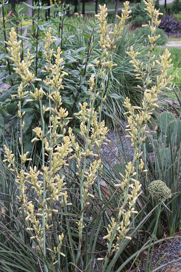 Image of Hesperaloe parviflora 'Arizona Sunrise' taken at Juniper Level Botanic Gdn, NC by JLBG