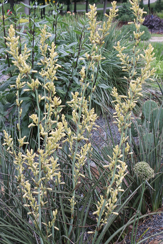 Image of Hesperaloe parviflora 'Arizona Sunrise' taken at Juniper Level Botanic Gdn, NC by JLBG