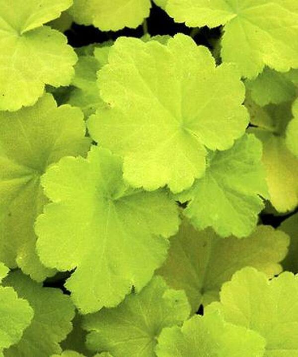 Image of Heuchera 'Citronelle' taken at Juniper Level Botanic Gdn, NC by JLBG
