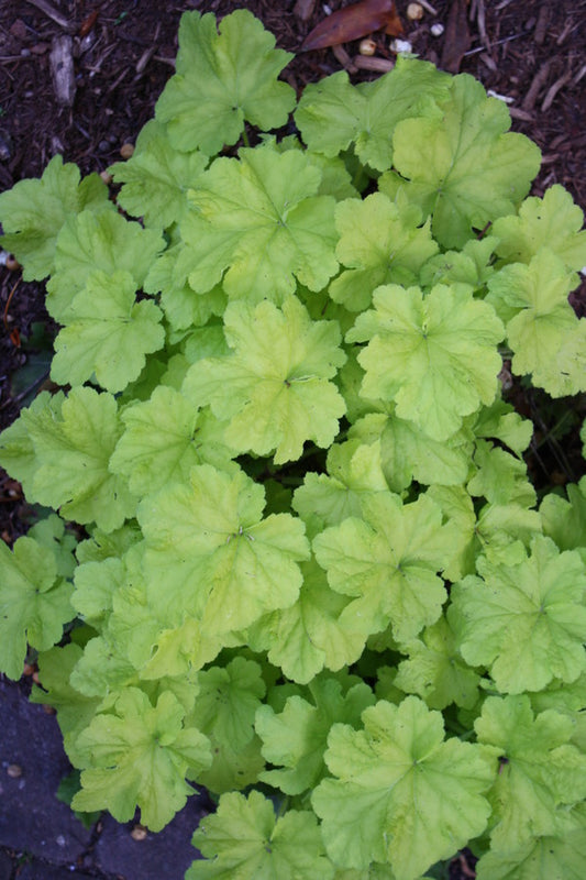 Image of Heuchera 'Citronelle' taken at Juniper Level Botanic Gdn, NC by JLBG