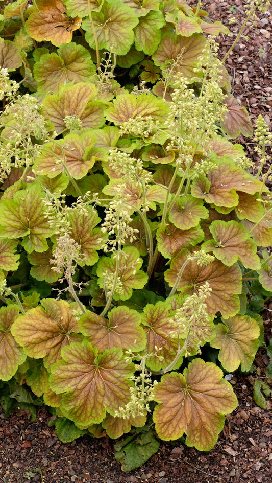 Image of Heuchera 'Delta Dawn' PP 23,545 taken at Dallas Arboretum, TX by T. Avent