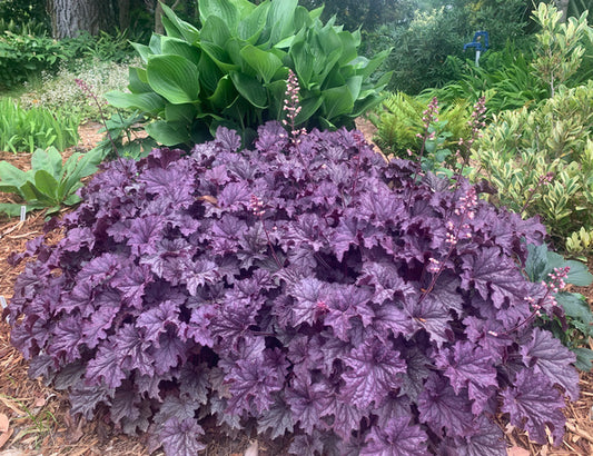 Image of Heuchera 'Grande Amethyst' PP 30,932 taken at Juniper Level Botanic Gdn, NC by C. Hardison