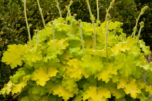 Image of Heuchera 'Lemon Love' PP 31,223 taken at Walters Gardens, MI by Walters Gardens