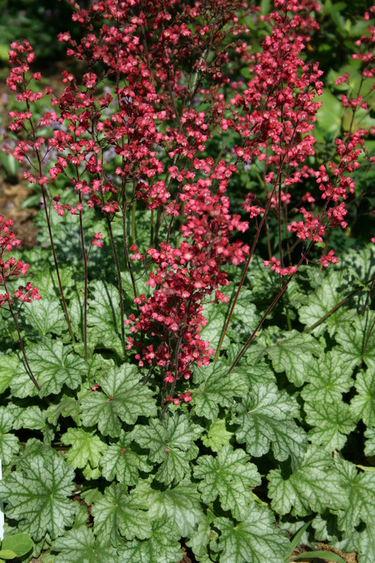 Image of Heuchera 'Paris' PP 18,881 taken at Juniper Level Botanic Gdn, NC by JLBG