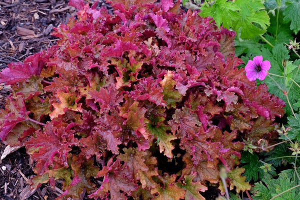 Image of Heuchera 'Zipper' PP 25,428 taken at Juniper Level Botanic Gdn, NC by JLBG