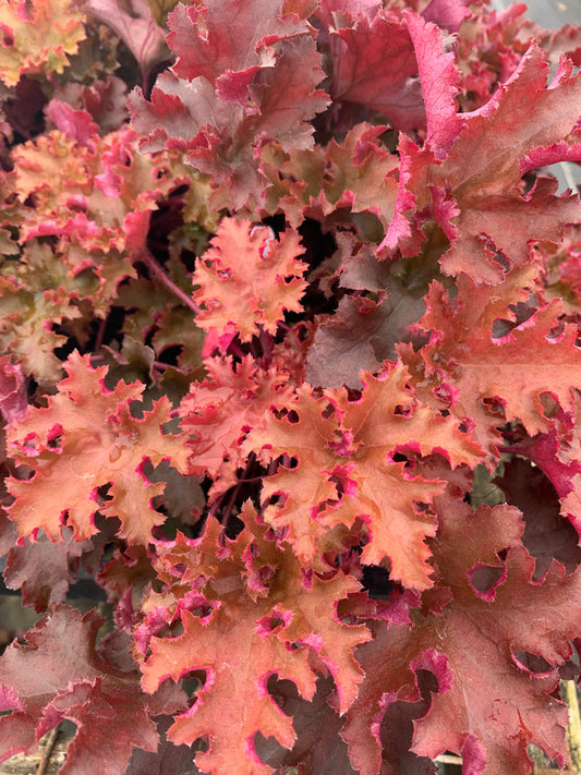 Image of Heuchera 'Zipper' PP 25,428 taken at Juniper Level Botanic Gdn, NC by C. Hardison