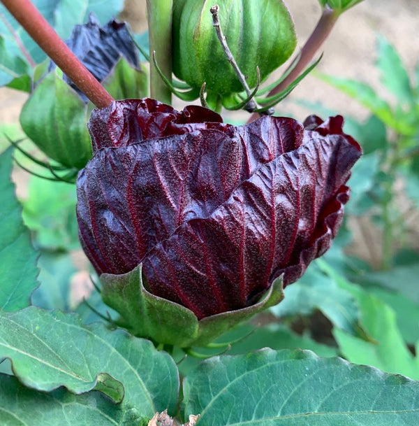 Image of Hibiscus 'Blackberry Merlot' PP 33,498 taken at Walters Gardens, MI by H. Hansen
