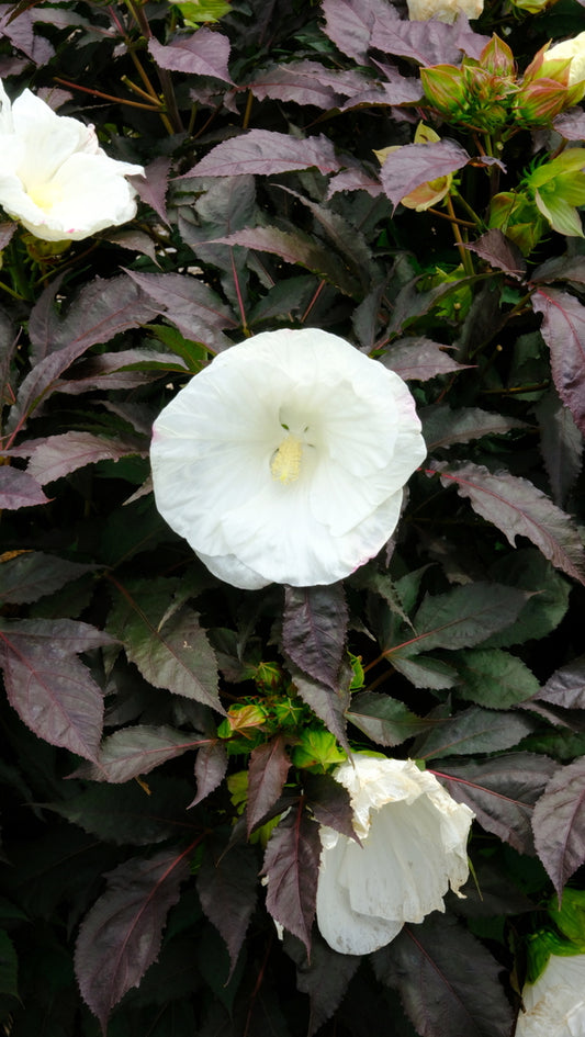 Image of Hibiscus 'Cookies and Cream' PP 35,736 taken at Walters Gardens, MI by JLBG