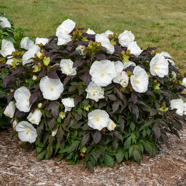 Hibiscus Cookies and Cream PP 35736