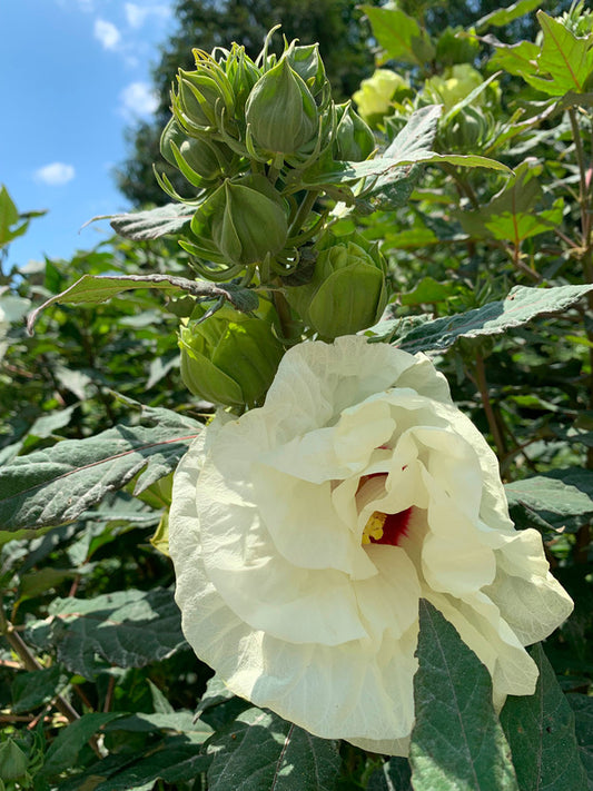Image of Hibiscus 'French Vanilla' PP 33,181 taken at Juniper Level Botanic Garden, Raleigh NC by Lidia Churakova