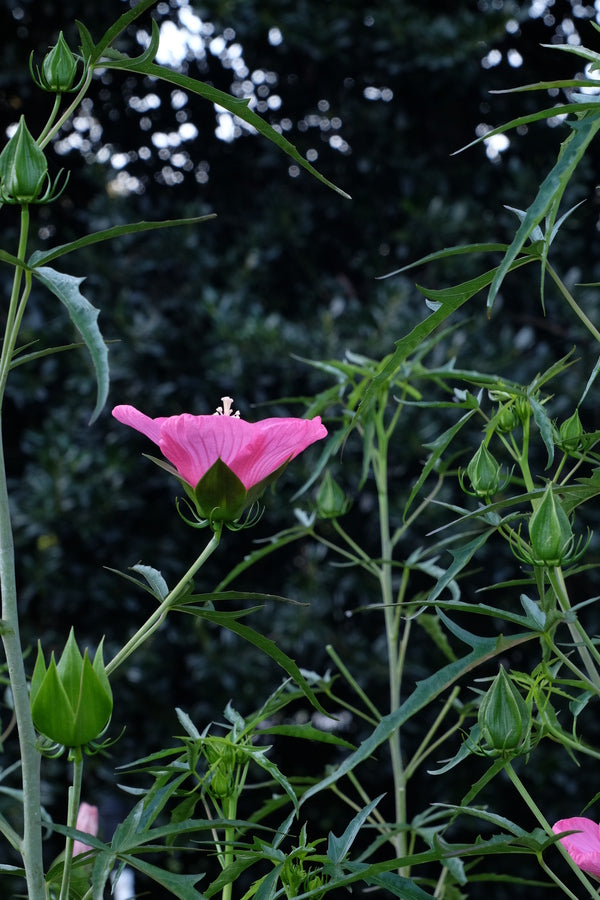 Image of Hibiscus 'Pink Teacups' taken at Juniper Level Botanic Gdn, NC by JLBG