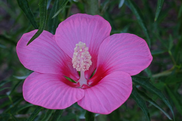 Image of Hibiscus 'Pink Teacups' taken at Juniper Level Botanic Gdn, NC by JLBG