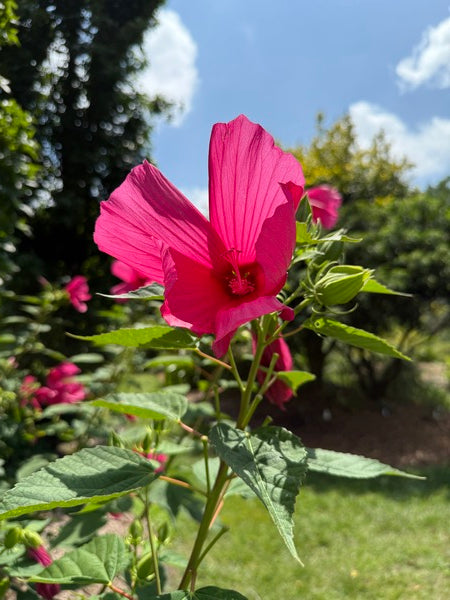 Image of Hibiscus 'Raspberry Rose' taken at Juniper Level Botanic Garden, Raleigh NC by Lidia Churakova