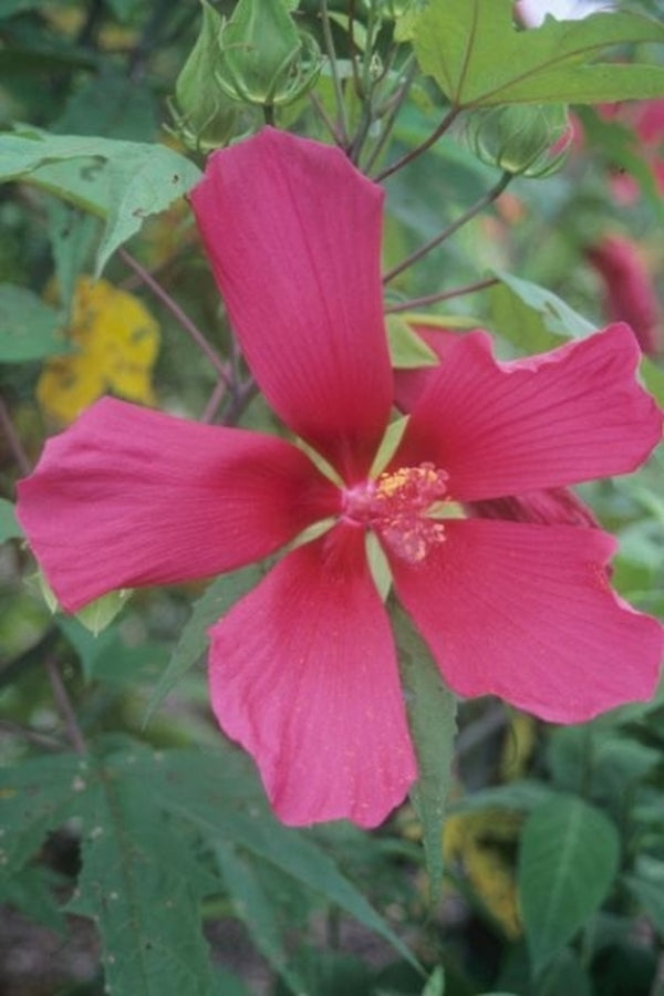 Image of Hibiscus 'Red Flyer' taken at Juniper Level Botanic Gdn, NC by JLBG