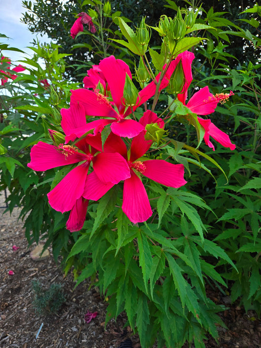 Image of Hibiscus 'Red Flyer' taken at Juniper Level Botanic Gdn, NC by JLBG