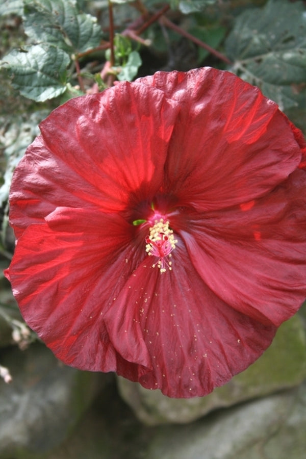 Image of Hibiscus 'Robert Fleming' PP 14,776 taken at Juniper Level Botanic Gdn, NC by JLBG