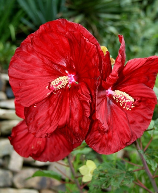Image of Hibiscus 'Robert Fleming' PP 14,776