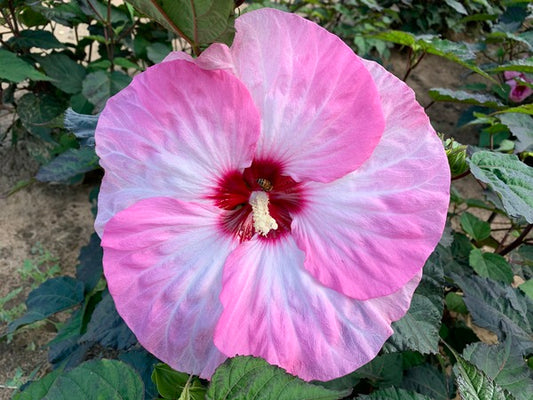 Image of Hibiscus 'Spinderella' PP 33,309 taken at Walters Gardens, MI by H. Hansen