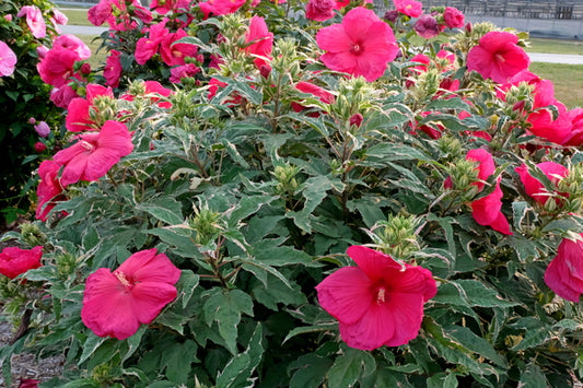 Image of Hibiscus 'Summer Carnival' PP 31,587 taken at Walters Gardens, MI by T. Avent