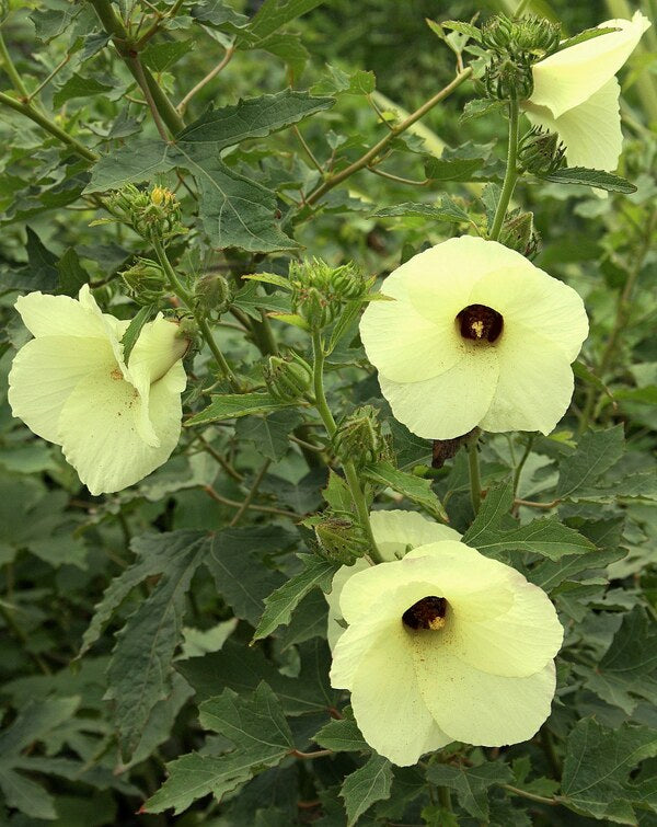 Image of Hibiscus aculeatus 'Brunswick' taken at Juniper Level Botanic Gdn, NC by JLBG