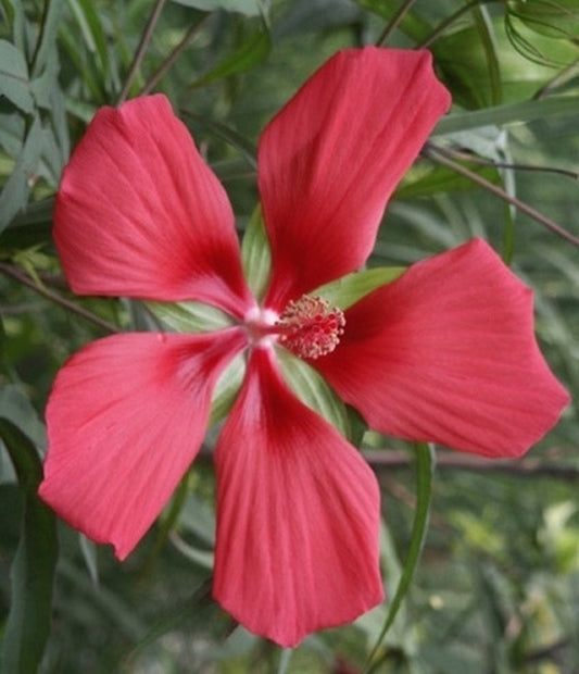 Image of Hibiscus coccineus taken at Juniper Level Botanic Gdn, NC by P. Schmidt