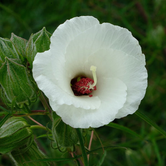 Image of Hibiscus dasycalyx taken at Juniper Level Botanic Gdn, NC by JLBG