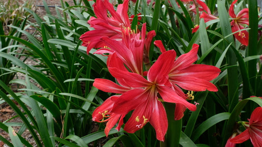Image of Hippeastrelia 'Red Rover' taken at Juniper Level Botanic Gdn, NC by JLBG