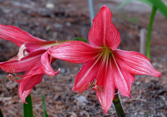 Image of Hippeastrelia 'Volcano' taken at Juniper Level Botanic Gdn, NC by JLBG
