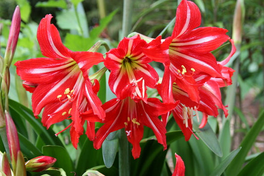 Image of Hippeastrum x johnsonii taken at Juniper Level Botanic Gdn, NC