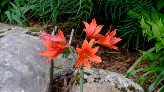 Image of Hippeastrum pampeanum taken at Juniper Level Botanic Gdn, NC by JLBG