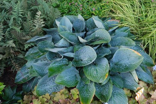 Image of Hosta 'Above the Clouds' PP 34,341 taken at Walters Gardens, MI by JLBG