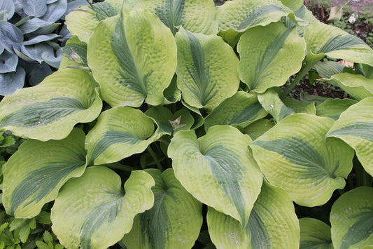 Image of Hosta 'Afterglow' PP 26,755 taken at Walters Gardens, MI