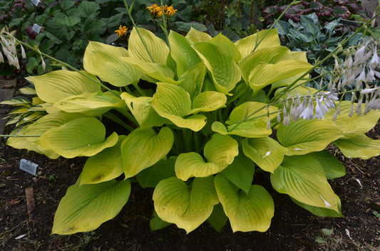Image of Hosta 'Age of Gold' PP 30,902 taken at Walters Gardens, MI by Walters Gardens
