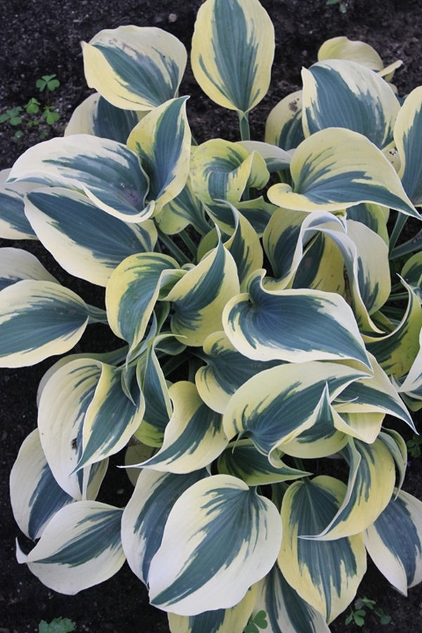 Image of Hosta 'Autumn Frost' PP 23,224 taken at Walters Gardens, MI