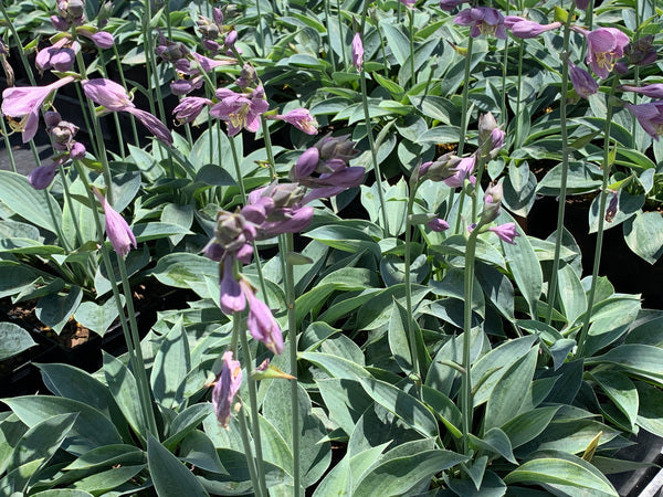 Image of Hosta 'Azure Gem' taken at Juniper Level Botanic Gdn, NC by C. Hardison