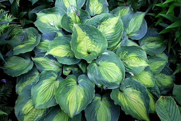 Image of Hosta 'Beyond Glory' PP 28,784 taken at H. Hansen Gdn, MI