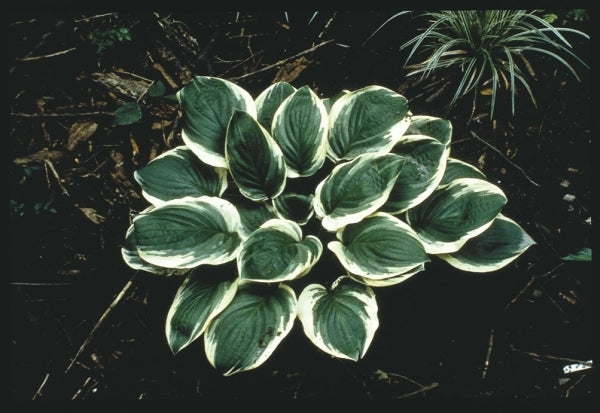 Image of Hosta 'Blazing Saddles' taken at H. Hansen Gdn, MN by H. Hansen
