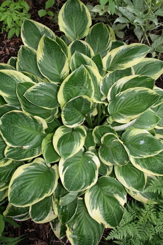 Image of Hosta 'Blazing Saddles' taken at Sauls Road