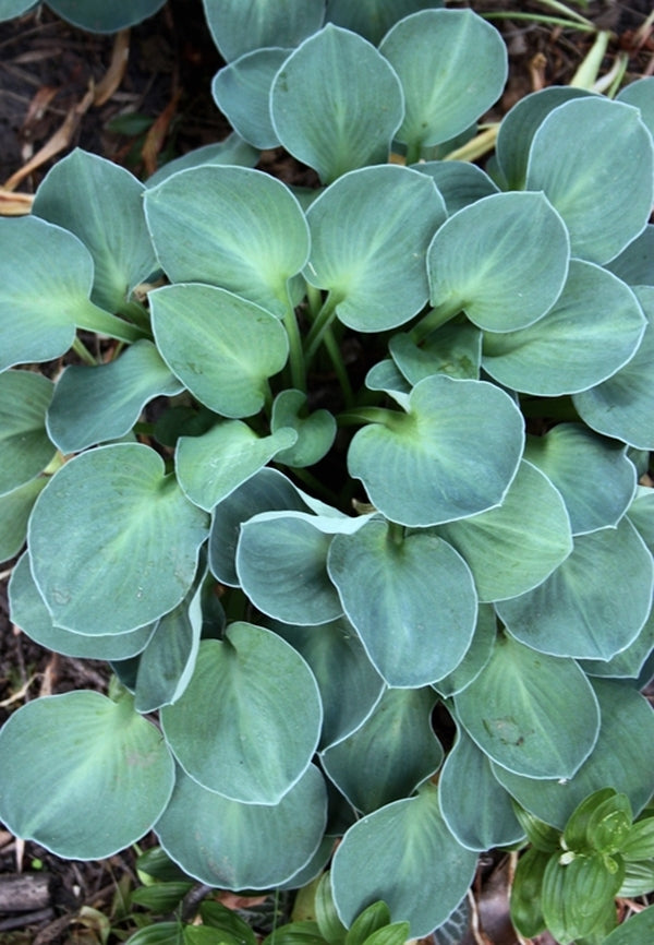 Image of Hosta 'Blue Mouse Ears' taken at H. Hansen Gdn, MI