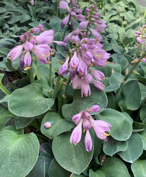 mouse plants Hosta 'Blue Mouse Ears'