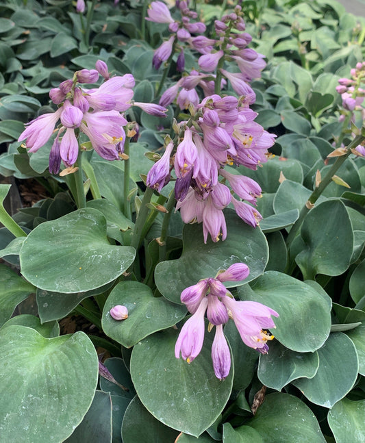 Image of Hosta 'Blue Mouse Ears' taken at Juniper Level Botanic Gdn, NC by C. Hardison