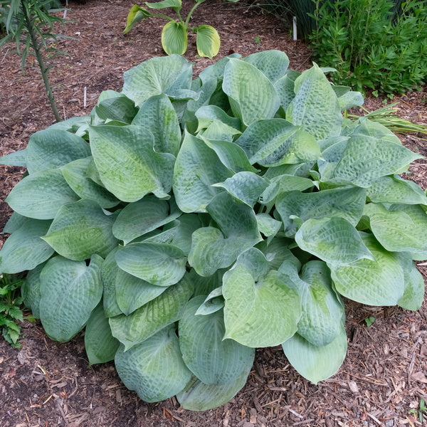 Image of Hosta 'Blue Pillow' taken at Juniper Level Botanic Gdn, NC by JLBG