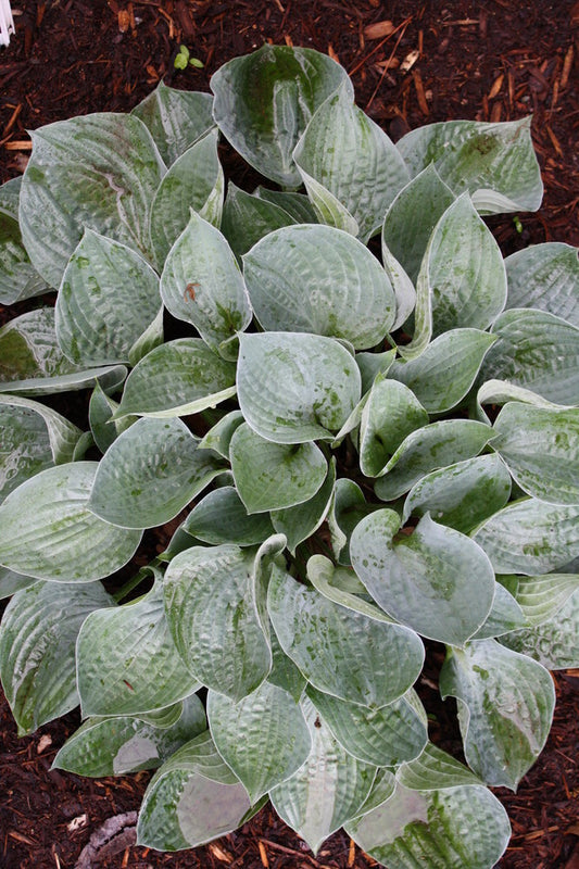 Image of Hosta 'Blue Spoons' taken at Juniper Level Botanic Gdn, NC by JLBG