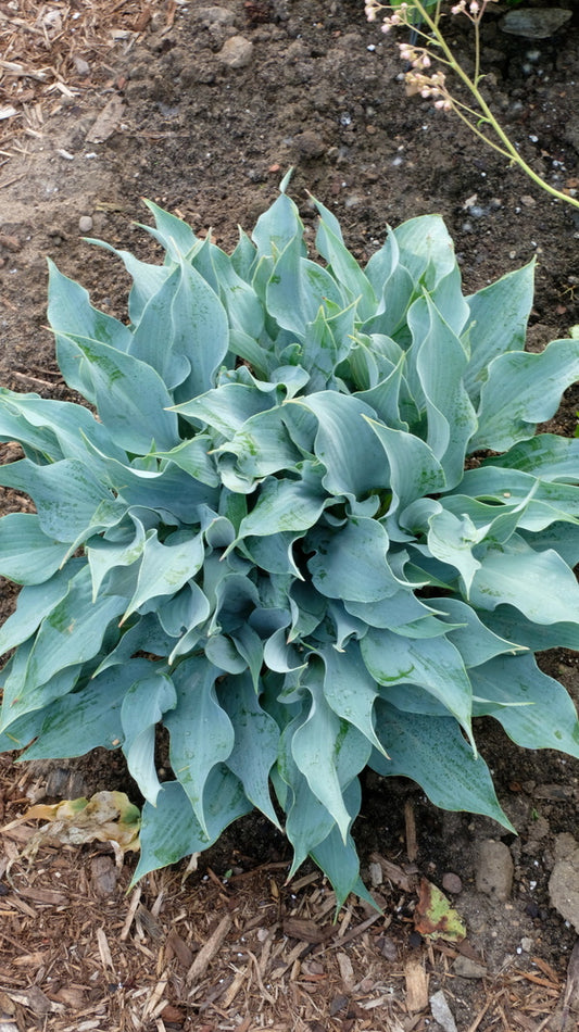 Image of Hosta 'Blue Twister' taken at Walters Gardens, MI by JLBG