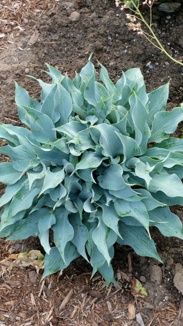 blue hosta plant Hosta 'Blue Twister'