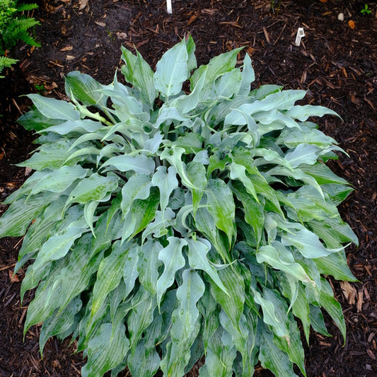 Image of Hosta 'Blue Waves' taken at Juniper Level Botanic Gdn, NC by JLBG