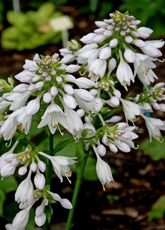 Image of Hosta 'Branching Out' taken at Juniper Level Botanic Gdn, NC by JLBG