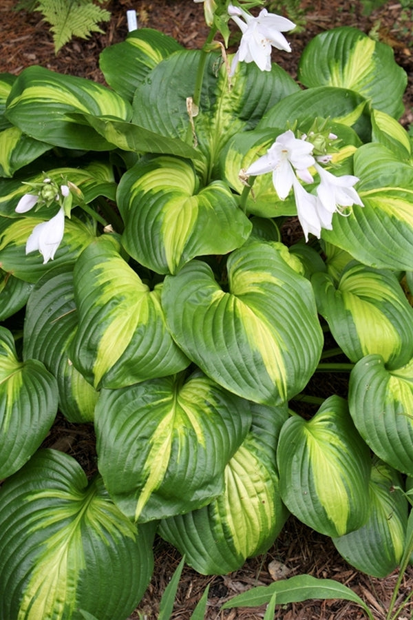 Learn about Hosta 'Cathedral Windows' | H. Hansen 05