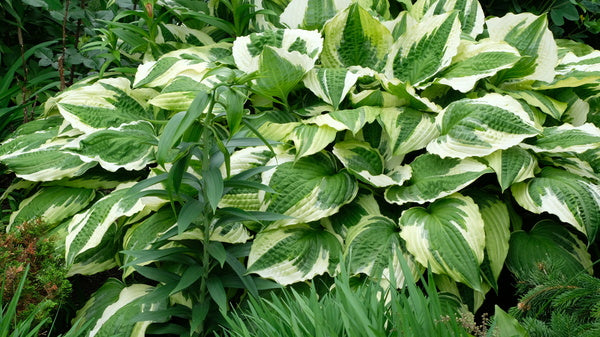 Image of Hosta 'Christmas Eve' taken at H. Hansen Gdn, MI by JLBG